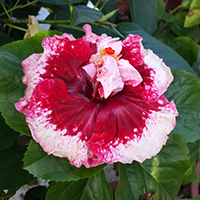 Taiwan Strawberry Rose